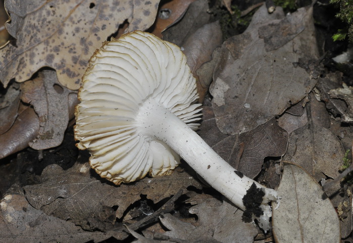 Tricholoma sp.  - gruppo dei terreum